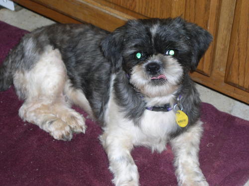 Diamond, an adopted Shih Tzu in Collierville, TN_image-1
