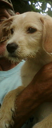 NJ - Cassie, an adopted Labrador Retriever & Poodle Mix in Jackson, NJ_image-1