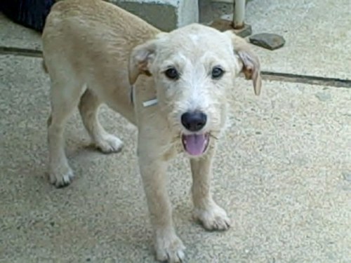 NJ - Cassie, an adopted Labrador Retriever & Poodle Mix in Jackson, NJ_image-2