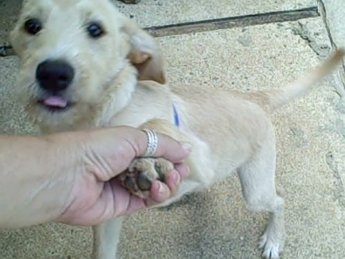 NJ - Cassie, an adopted Labrador Retriever & Poodle Mix in Jackson, NJ_image-3