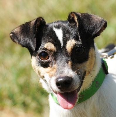 Neena, an adoptable Rat Terrier in Omaha, NE, 68106 | Photo Image 1