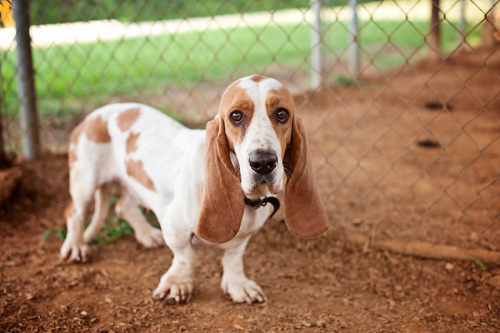 ADOPTED! Ribbon