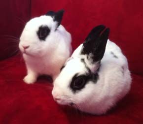 Pickles and Pi Bunny 2