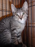 Gia, an adoptable Tabby, Tiger in South Plainfield, NJ, 07080 | Photo Image 2