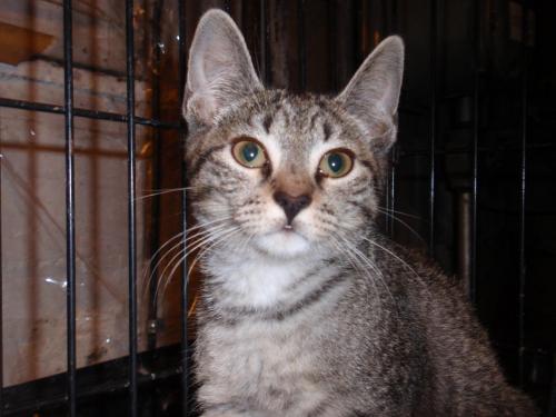 Gia, an adoptable Tabby, Tiger in South Plainfield, NJ, 07080 | Photo Image 3