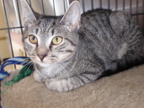 Gia, an adoptable Tabby, Tiger in South Plainfield, NJ, 07080 | Photo Image 1
