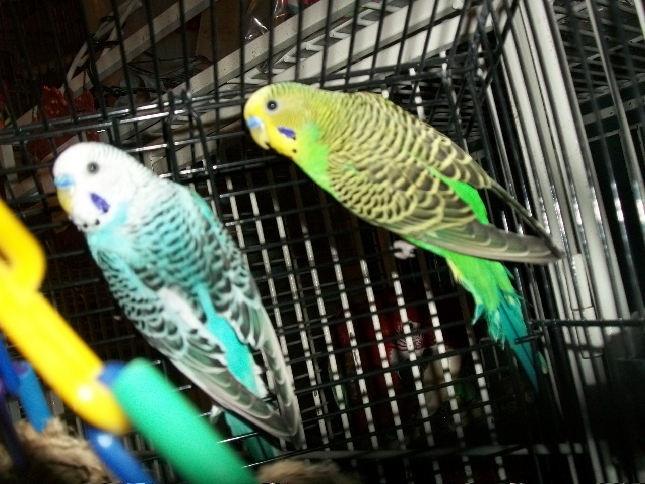 Parakeet for adoption - Budgies 