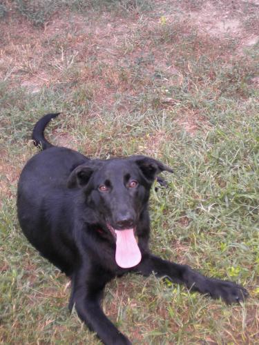 Bella, an adopted Black Labrador Retriever in Richmond, VA_image-2