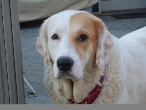Lilly - ADOPTED, an adopted Great Pyrenees Mix in Plainfield, IL_image-2