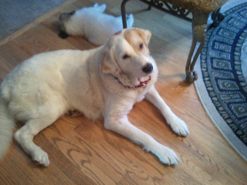 Lilly - ADOPTED, an adopted Great Pyrenees Mix in Plainfield, IL_image-1