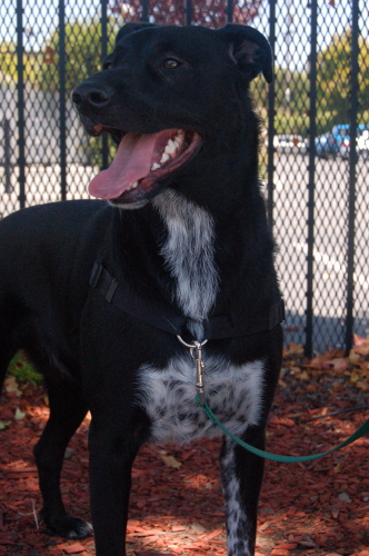 Floyd, an adopted Labrador Retriever & Border Collie Mix in Berkeley, CA_image-2