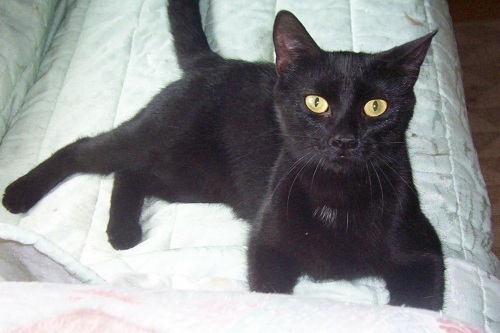 ZOE, an adoptable American Shorthair in Nepean, ON, K2J 0P9 | Photo Image 1