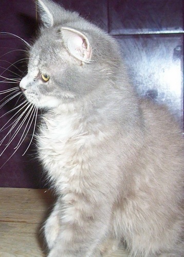 BUTTONS, an adoptable Domestic Medium Hair in Nepean, ON, K2J 0P9 | Photo Image 2