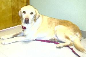 Maple, an adoptable Yellow Labrador Retriever in Austin, TX, 78708 | Photo Image 2