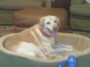 Maple, an adoptable Yellow Labrador Retriever in Austin, TX, 78708 | Photo Image 3