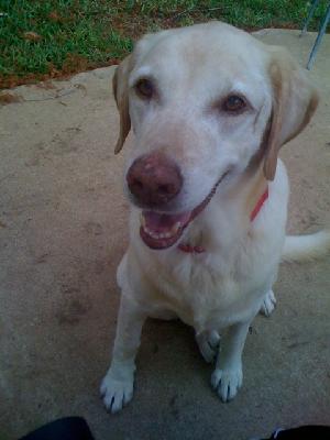 Maple, an adoptable Yellow Labrador Retriever in Austin, TX, 78708 | Photo Image 1