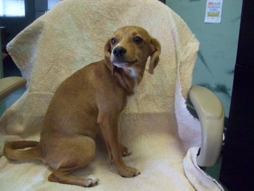 COOPER, an adopted Terrier Mix in Jonesboro, AR_image-1