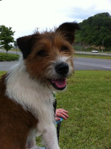 NJ - Franny, an adopted Terrier Mix in Jackson, NJ_image-1