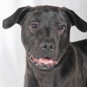 Duster, an adoptable Black Labrador Retriever, American Staffordshire Terrier in Valparaiso, IN, 46385 | Photo Image 3