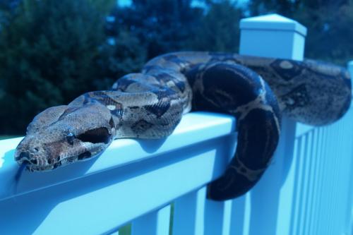 Cocoa, an adopted Boa Constrictor in Manheim, PA_image-2