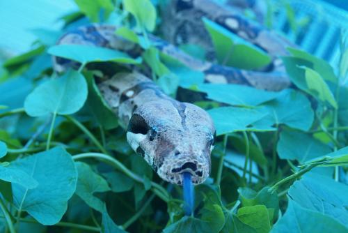 Cocoa, an adopted Boa Constrictor in Manheim, PA_image-3