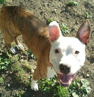 Bam Bam, an adoptable American Bulldog, Pit Bull Terrier in Coal City, IL, 60416 | Photo Image 3
