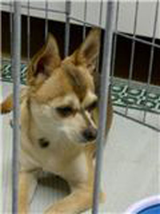 Dog For Adoption Paisley A Chihuahua In Phoenix Az