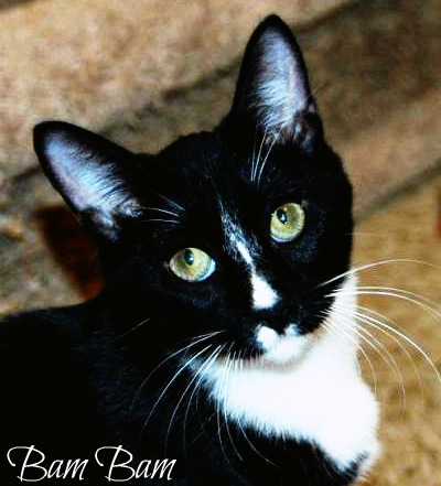 Bam Bam, an adopted Tuxedo in Fort Worth, TX_image-1
