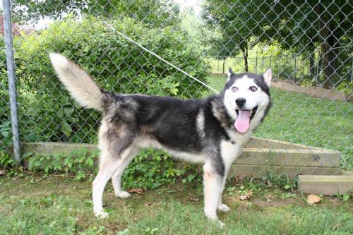 Shadow, an adopted Husky in Chillicothe, OH_image-1