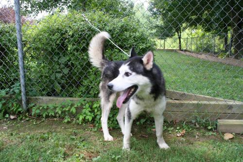 Shadow, an adopted Husky in Chillicothe, OH_image-3