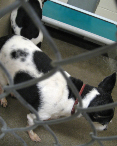 *Adopted*  STRAY RAT TERRIERS 1