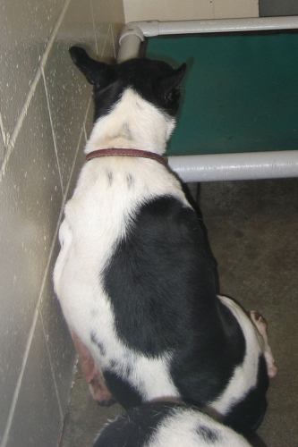 *Adopted*  STRAY RAT TERRIERS 2