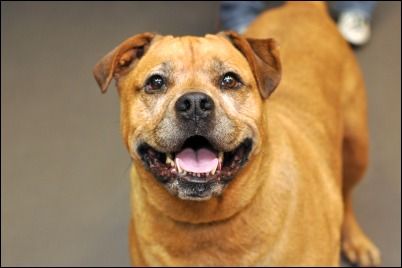 Oprah, an adopted Mastiff Mix in New York, NY_image-1