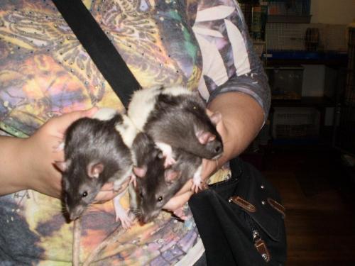 The Three Ratty Boys 1