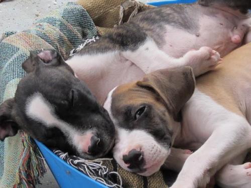 Boxer  Terrier mix pups