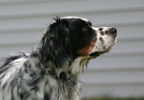 Jake- ILLINOIS, an adopted English Setter in Wood Dale, IL_image-1
