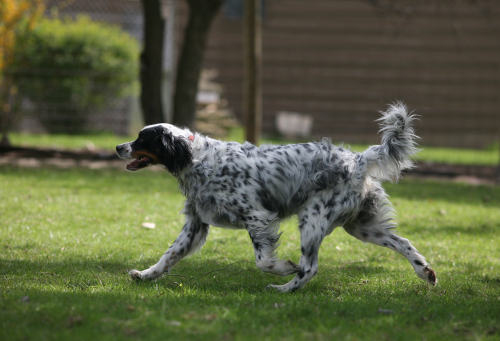 Jake- ILLINOIS, an adopted English Setter in Wood Dale, IL_image-3