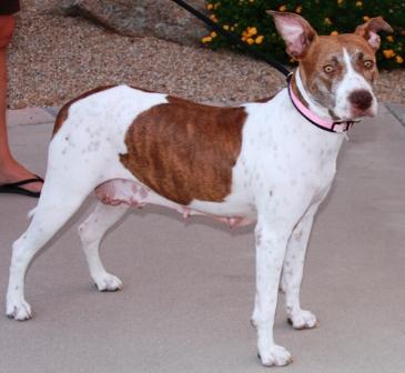 Dog For Adoption Roxy A German Shorthaired Pointer American