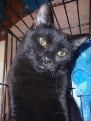 Focus, an adoptable Domestic Short Hair in South Plainfield, NJ, 07080 | Photo Image 1