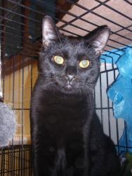 Focus, an adoptable Domestic Short Hair in South Plainfield, NJ, 07080 | Photo Image 2