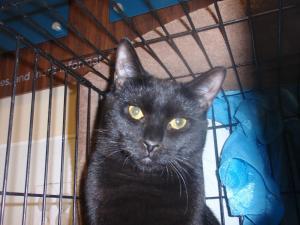Focus, an adoptable Domestic Short Hair in South Plainfield, NJ, 07080 | Photo Image 3