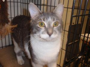 Angelica, an adoptable Domestic Short Hair, Tabby in South Plainfield, NJ, 07080 | Photo Image 1