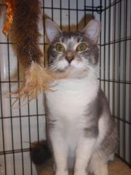 Angelica, an adoptable Domestic Short Hair, Tabby in South Plainfield, NJ, 07080 | Photo Image 3