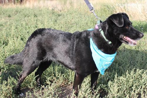 Scout, an adopted Labrador Retriever & Border Collie Mix in Cheyenne, WY_image-2
