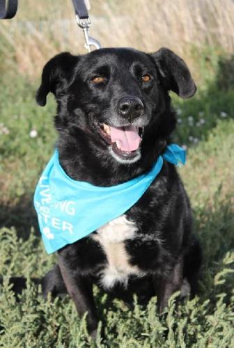 Scout, an adopted Labrador Retriever & Border Collie Mix in Cheyenne, WY_image-3