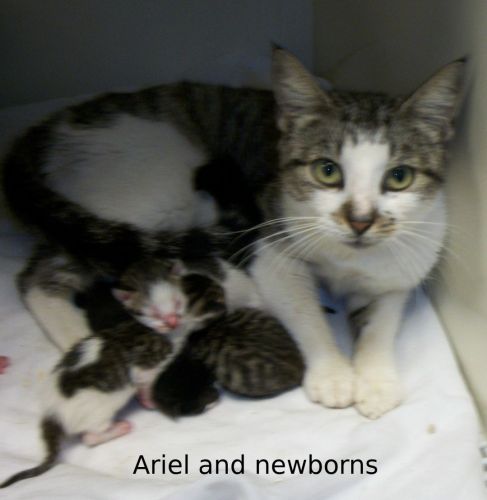 ARIEL+NEWBORN KITTS