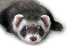 Ferret Family detail page