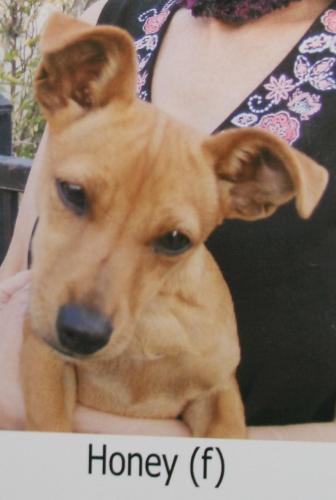 Honey, an adoptable Fox Terrier, Chihuahua in Sun Valley, CA, 91352 | Photo Image 2
