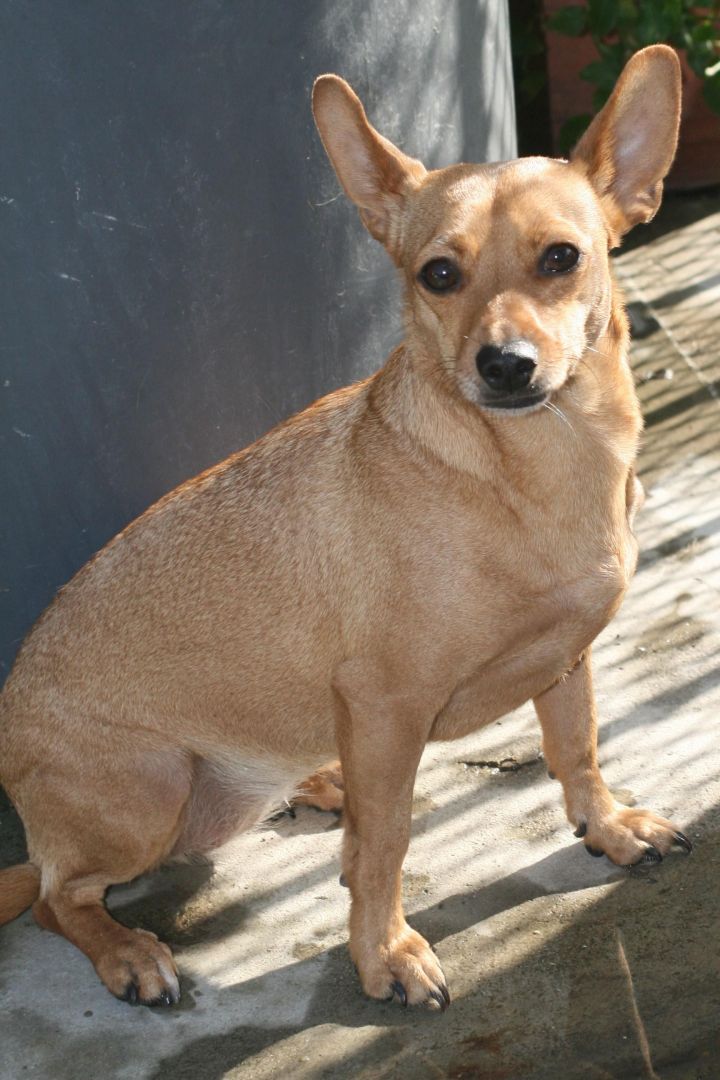 Fox terrier and store chihuahua