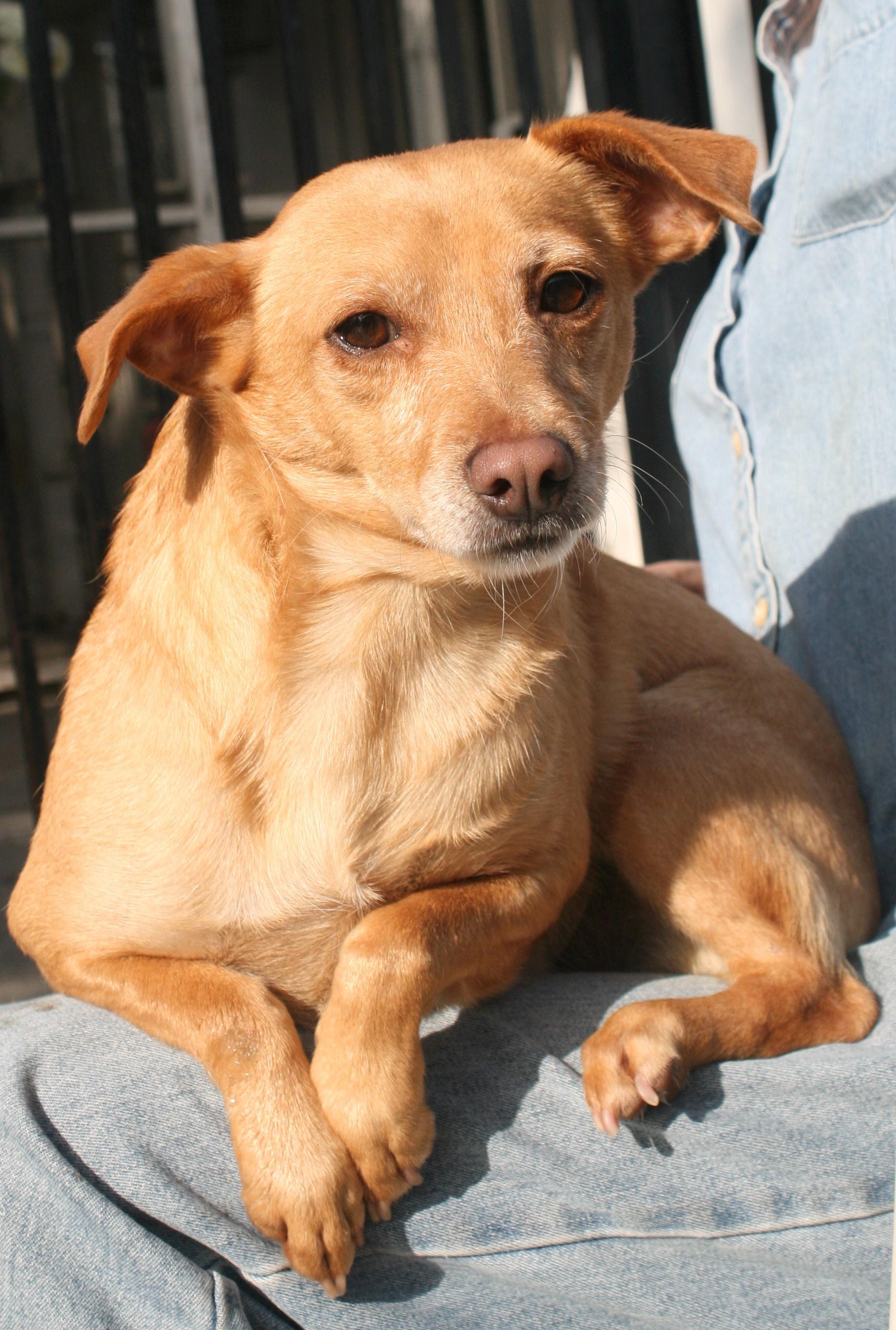 Jamie, an adoptable Chihuahua in Sun Valley, CA, 91352 | Photo Image 2